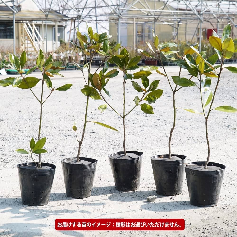 Amazon.co.jp: わい性タイサンボク 【リトルジェム】 接木ポット苗