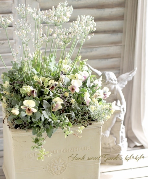 tef*tef*寄せ植え<BR>2016 * no.16 *<BR><BR>『Mr.グリニッシュ×黄萌