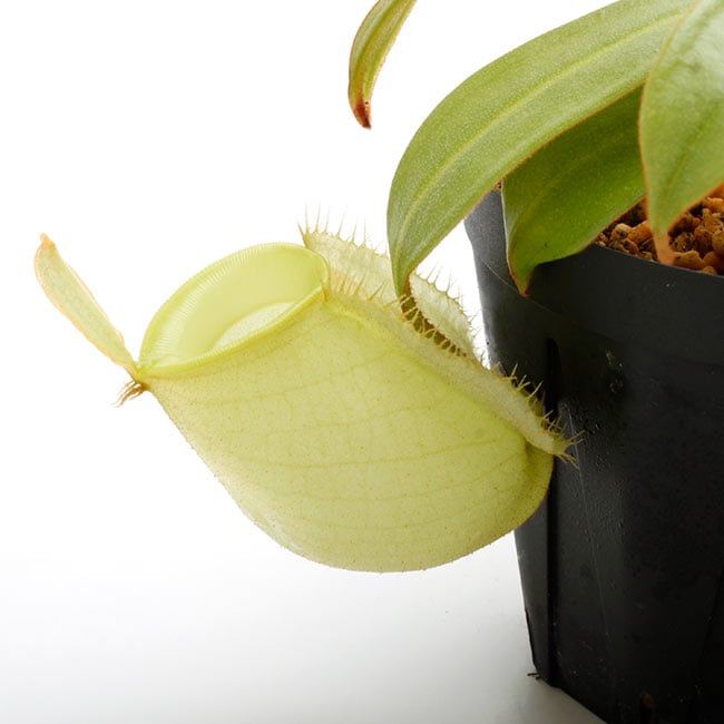 Nepenthes ampullaria 