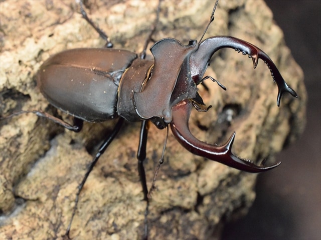 ユダイクスミヤマクワガタ86mmペア | 外国産クワガタ 成虫 | 極