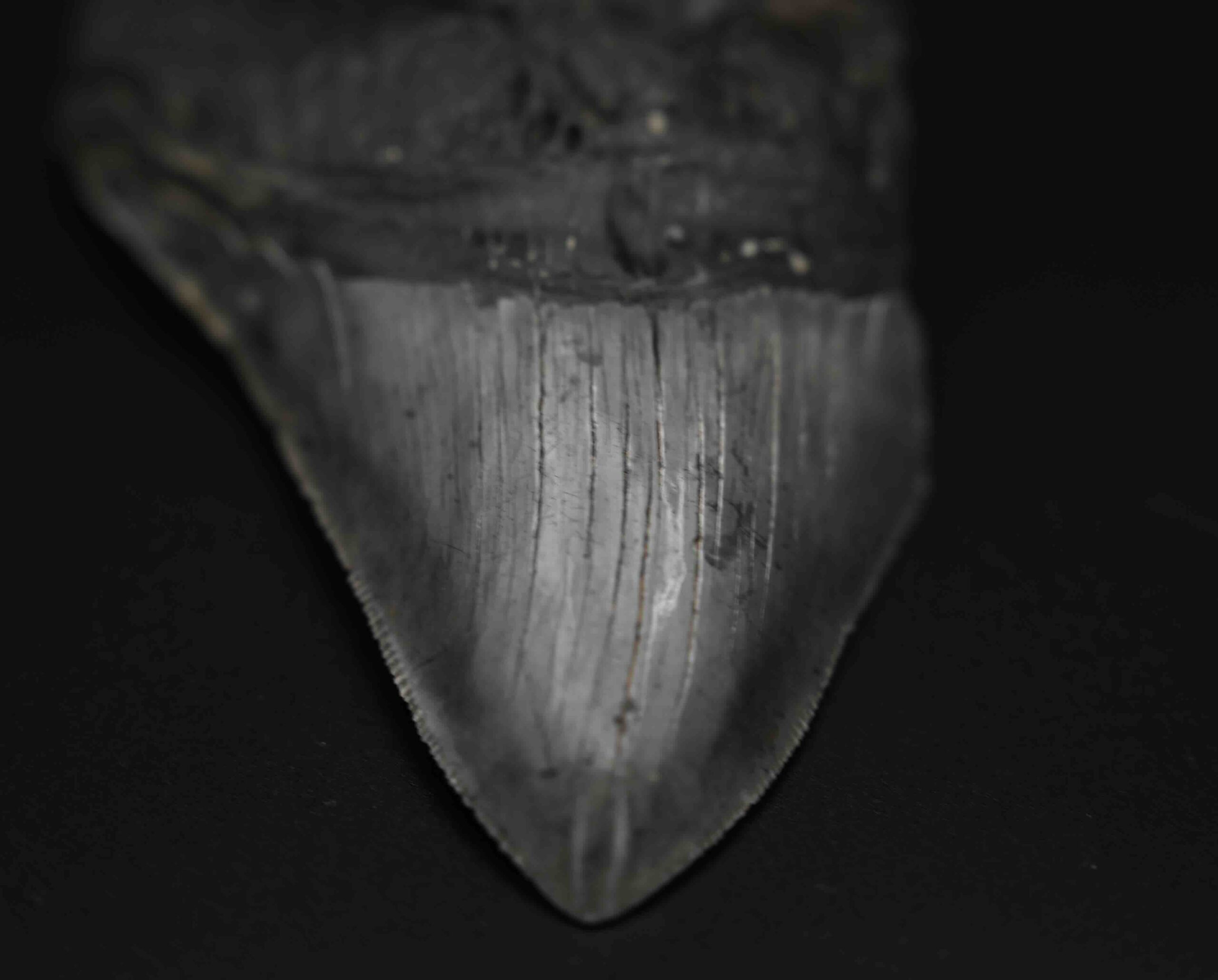 メガロドンの歯の化石 mgaz5006 | Megalodon-teeth.jp