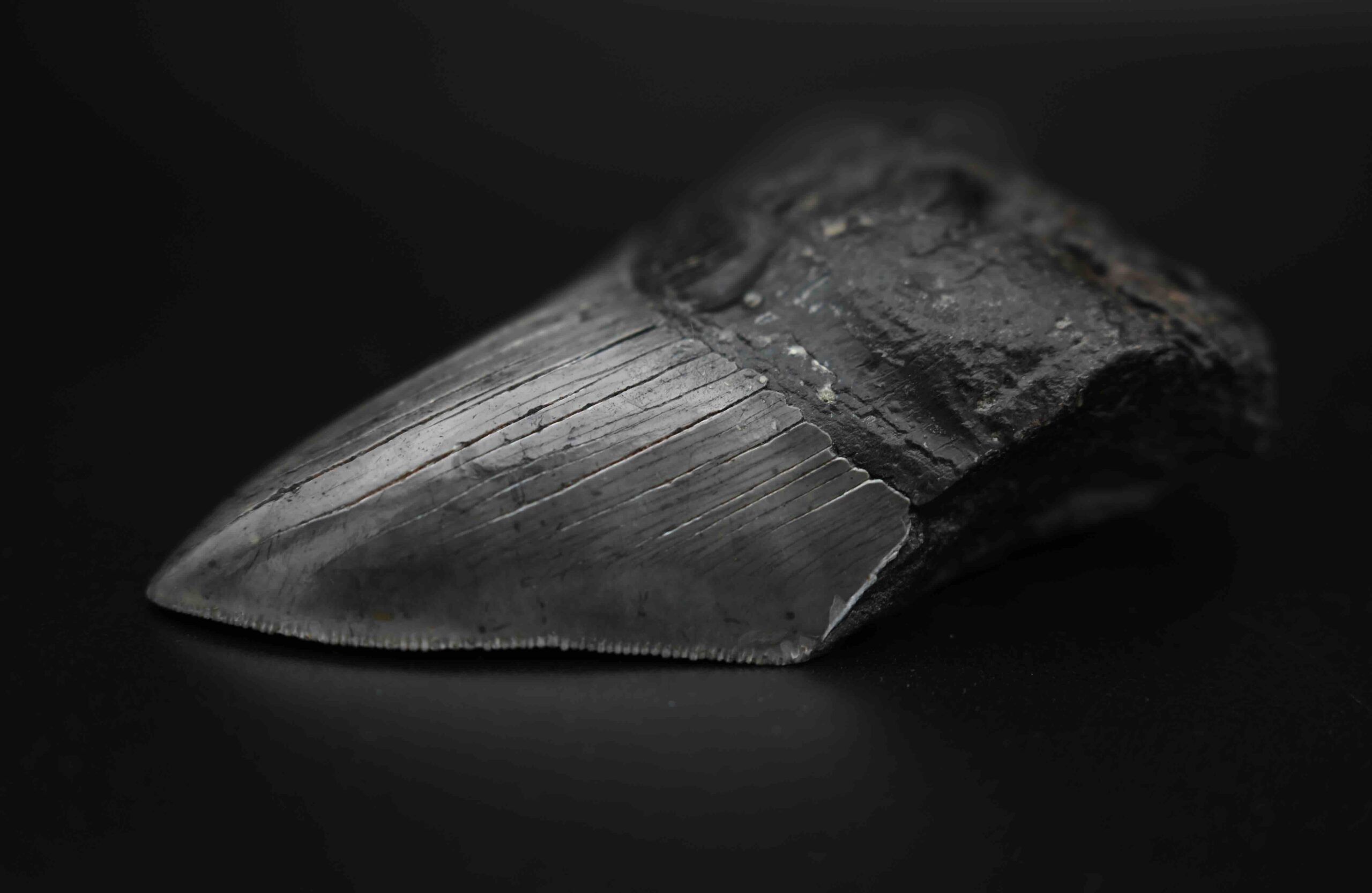 メガロドンの歯の化石 mgaz5006 | Megalodon-teeth.jp