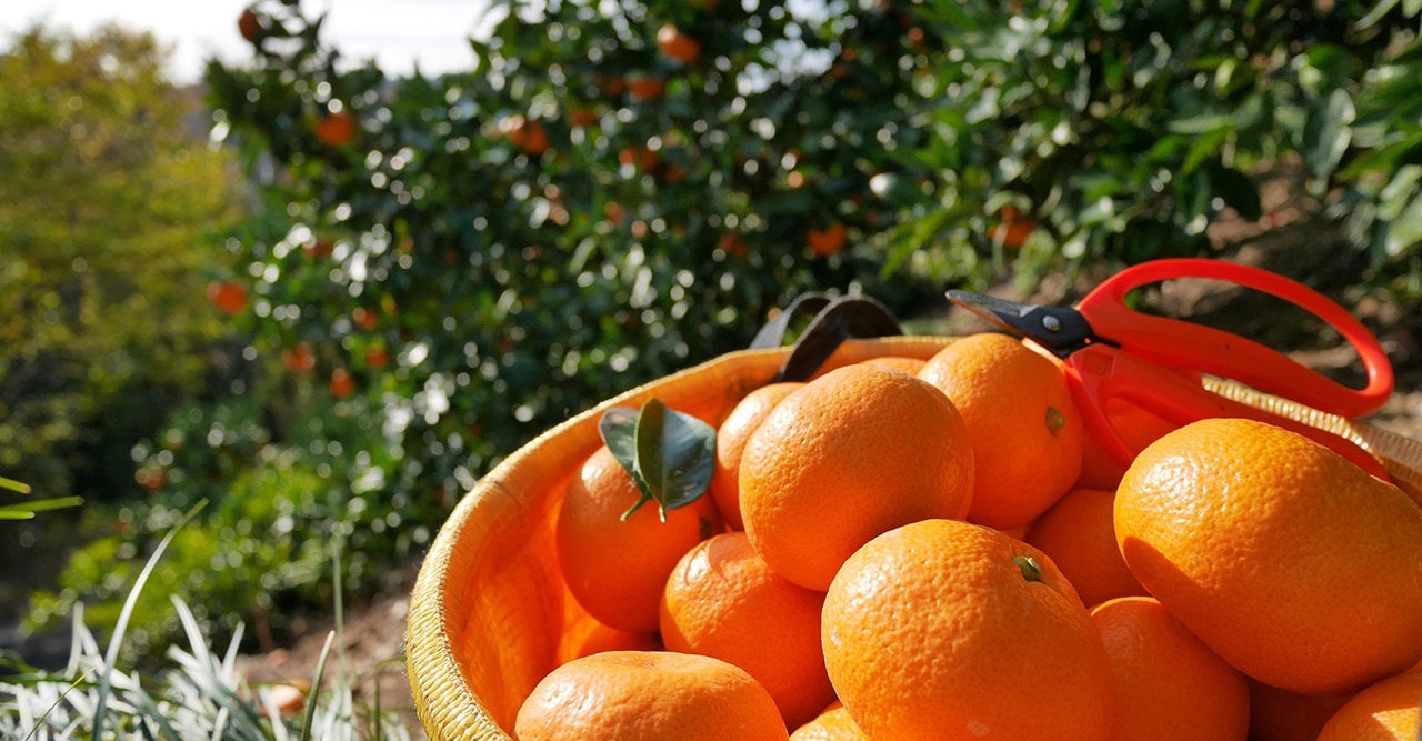 食味と品質 | 三ヶ日みかんの特徴 | 三ヶ日みかんの通販・ギフト購入