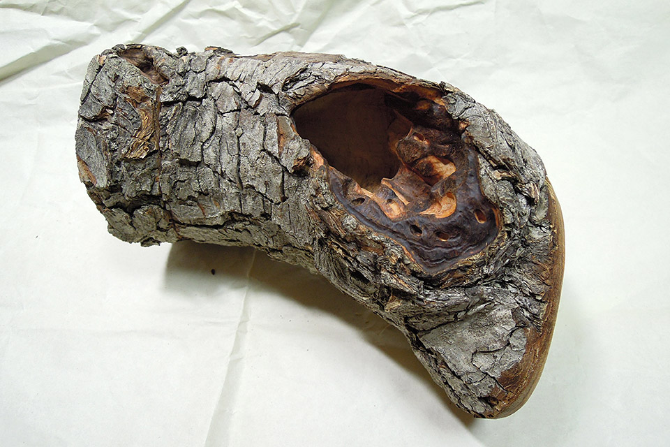 穴があったら入りたい！オオクワガタには必須の隠れ家 | オオクワガタ