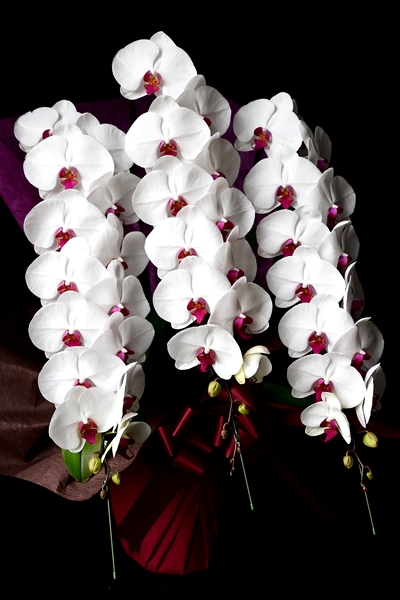 紅白のカラーが美しい印象の胡蝶蘭大輪3本立て | 15,000円 | 胡蝶蘭