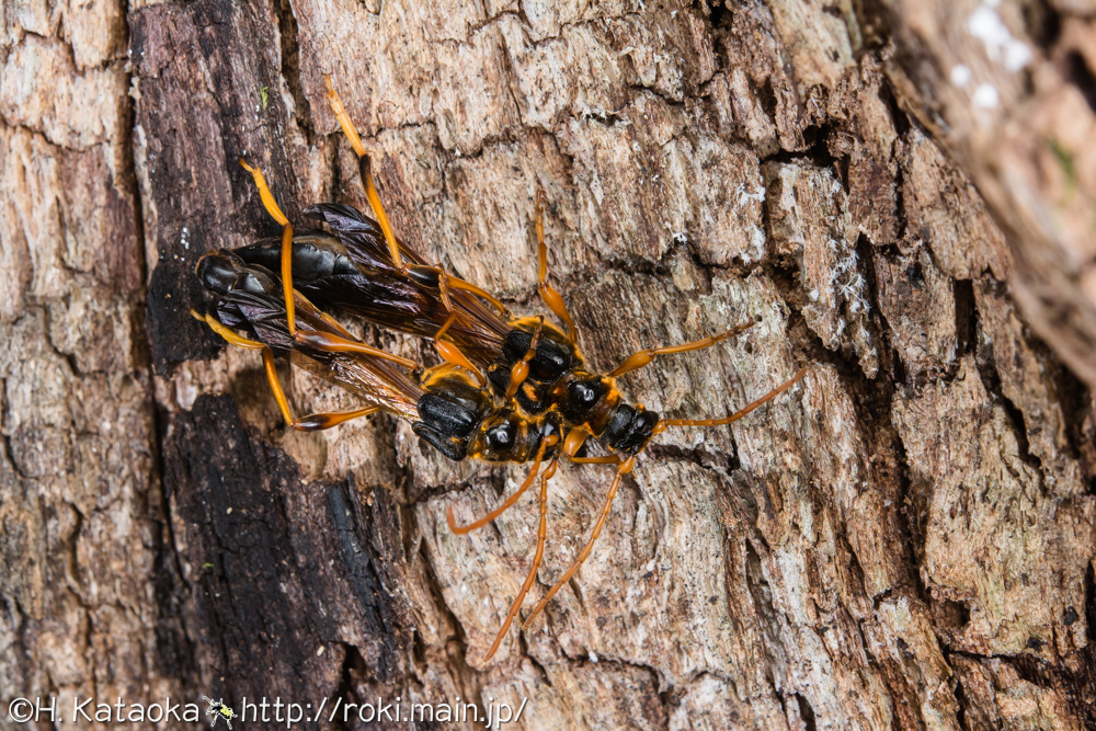 オニホソコバネカミキリ