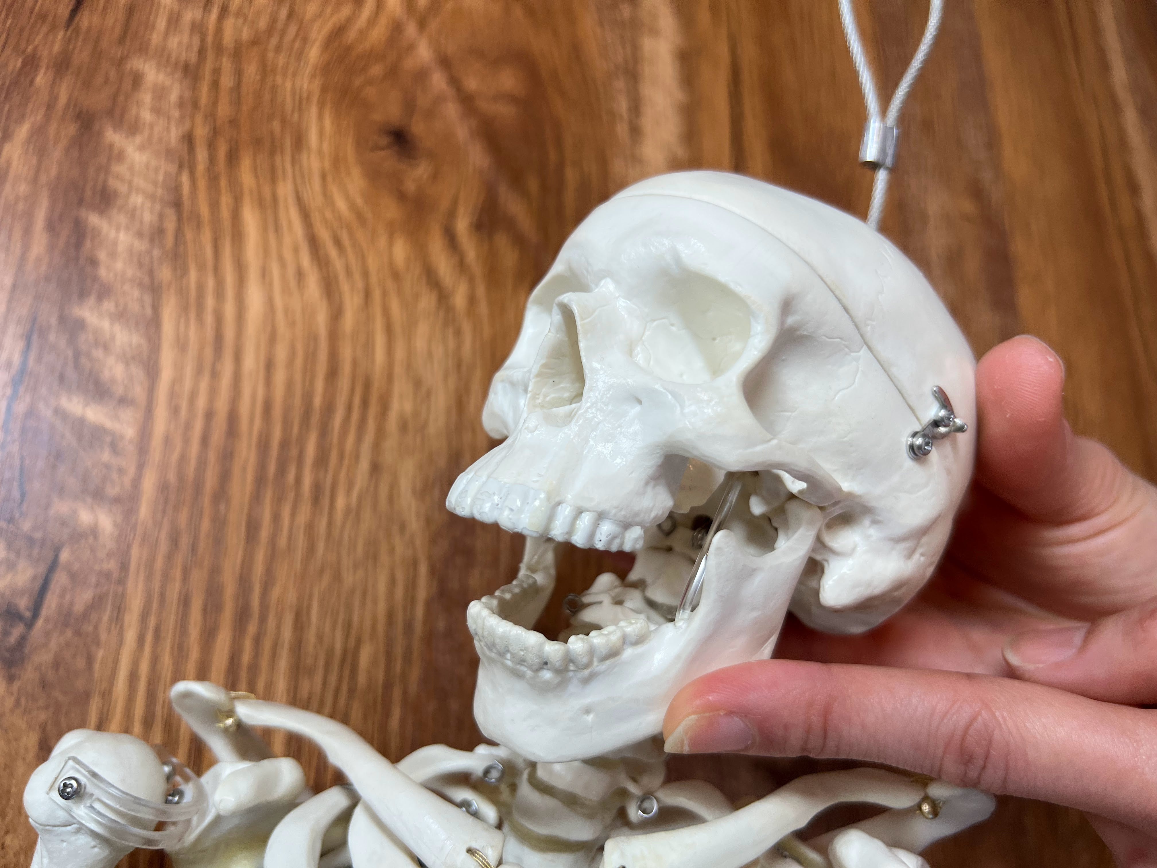 フルカスタム商品】Ninja Anatomy - 骨格模型本体＋背骨改造＋顎関節