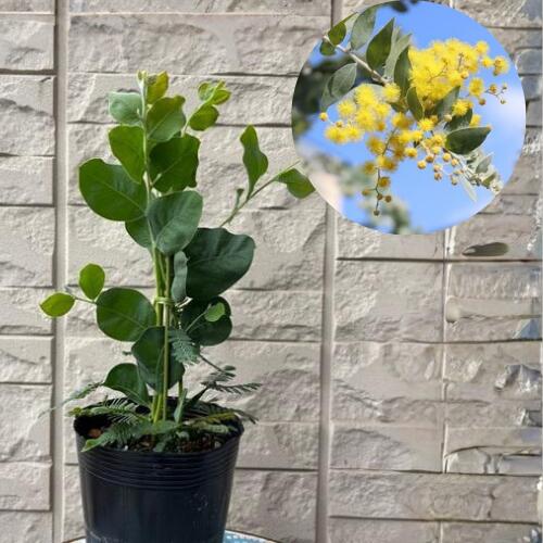 楽天市場】タイサンボク ケイパレス 苗木 3.5号ポット 挿し木苗 苗木