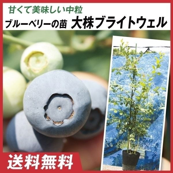 果樹苗 大株ラビットアイ系ブルーベリー 大株ブライトウェル 1株 送料