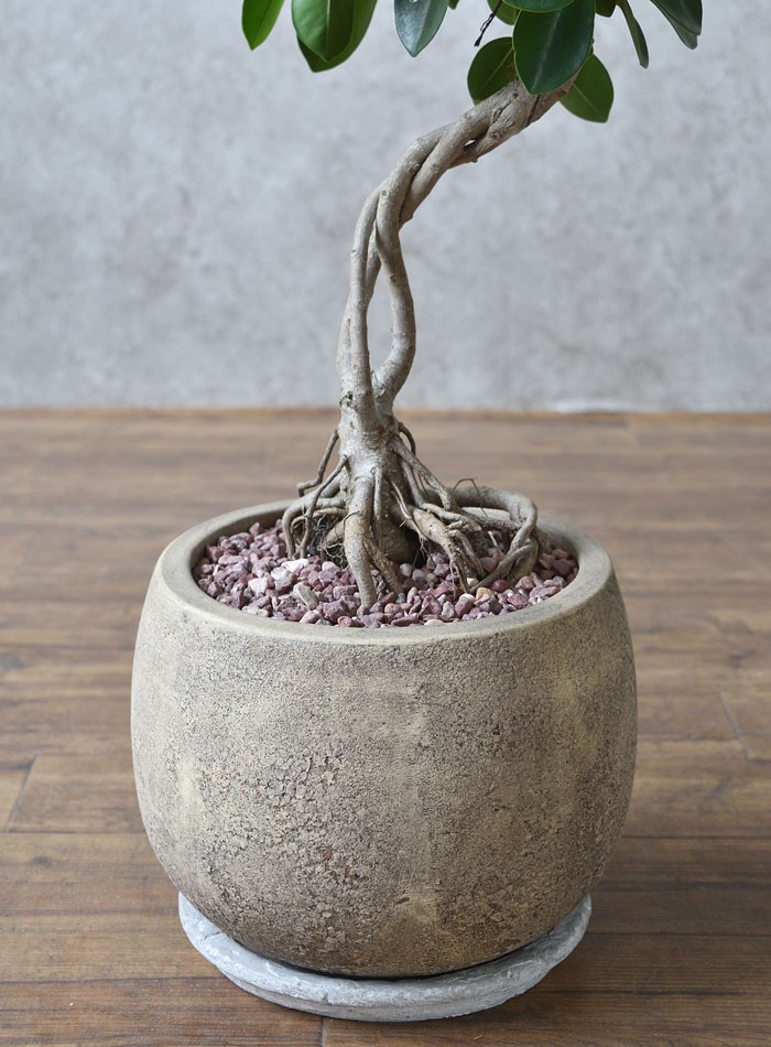 現品】 選べる樹形 観葉植物 本物 ガジュマル（根上がり）バルーン