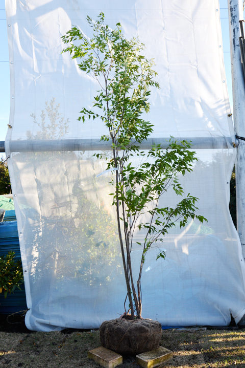 ハイノキ（山採り）一覧