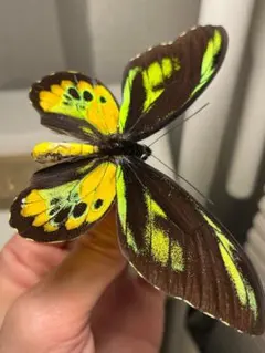 2026年最新】トリバネアゲハの世界の人気アイテム - メルカリ