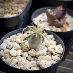 2026年最新】マカイエンセの人気アイテム - メルカリ