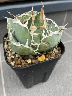 2026年最新】アガベ 白鯨 ボールの人気アイテム - メルカリ