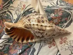 2026年最新】ほら貝の人気アイテム - メルカリ