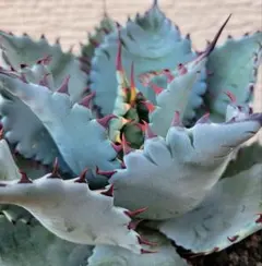 2026年最新】アガベハイブリッドの人気アイテム - メルカリ