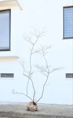 2026年最新】ドウダンツツジ 山採りの人気アイテム - メルカリ