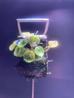 2026年最新】レパンテスの人気アイテム - メルカリ