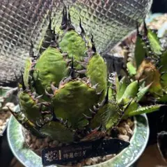 2026年最新】ホリダ 陽炎の人気アイテム - メルカリ