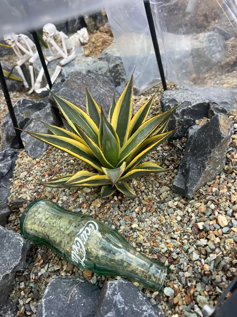 2026年最新】サングロー アガベの人気アイテム - メルカリ