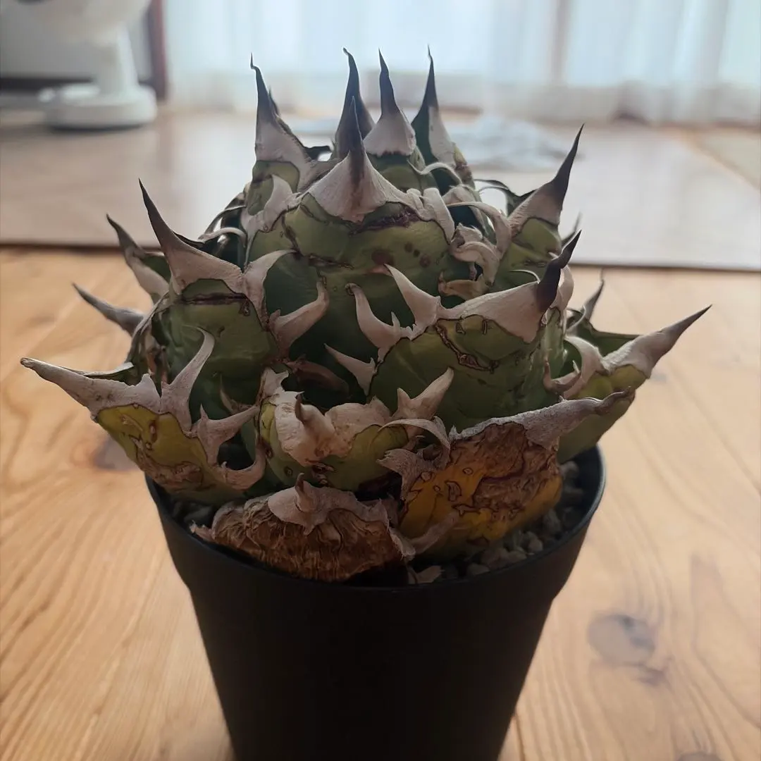 2026年最新】オアハカ オテロイ 現地球の人気アイテム - メルカリ