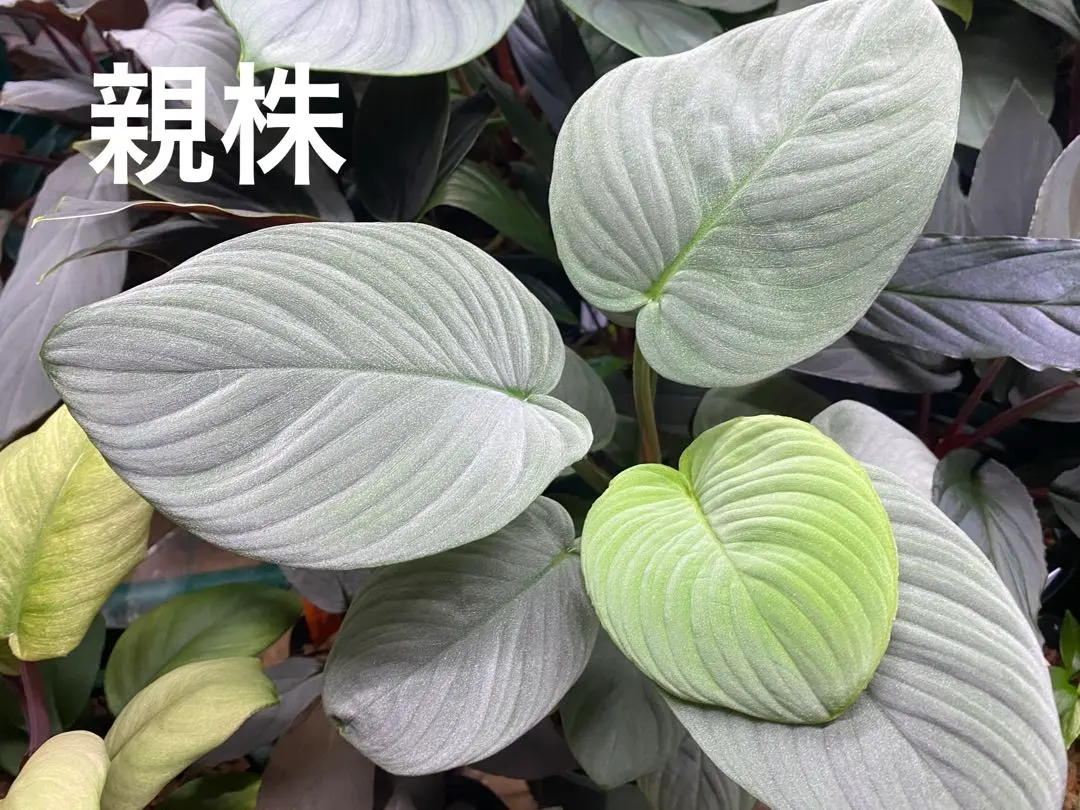 2026年最新】ホマロメナ 月輪の人気アイテム - メルカリ