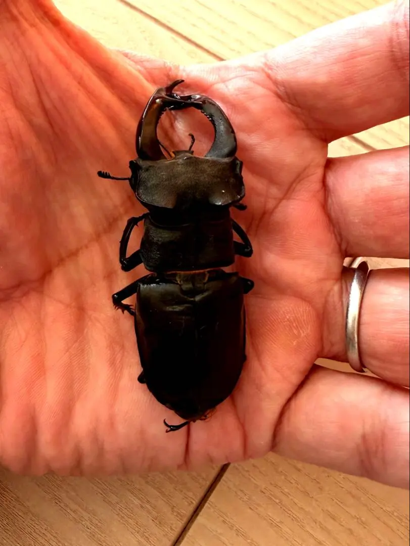 2026年最新】ヨーロッパミヤマ 標本の人気アイテム - メルカリ