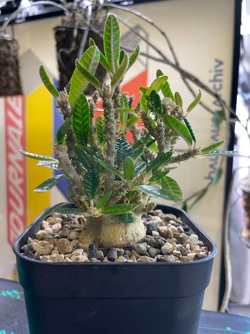 2026年最新】ドルステニアギガスの人気アイテム - メルカリ