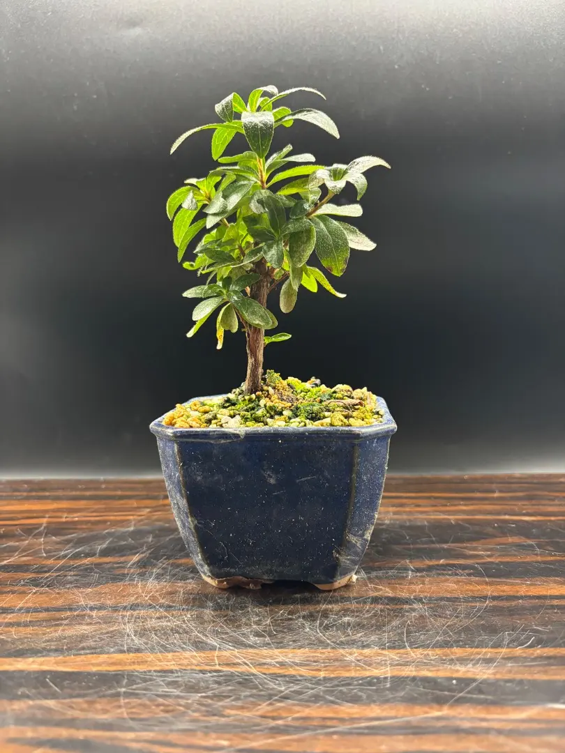 2026年最新】皐月盆栽の人気アイテム - メルカリ