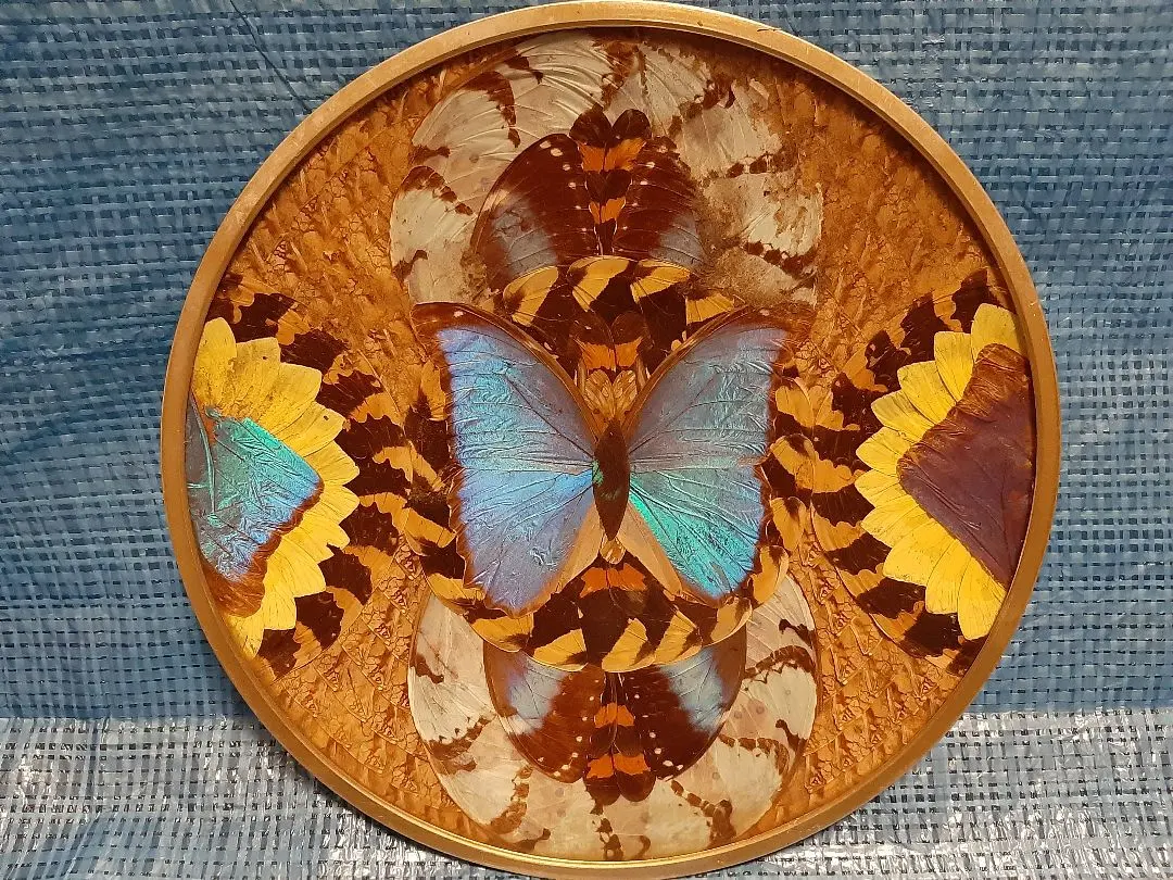 2026年最新】ブラジルモルフォ蝶壁掛けの人気アイテム - メルカリ