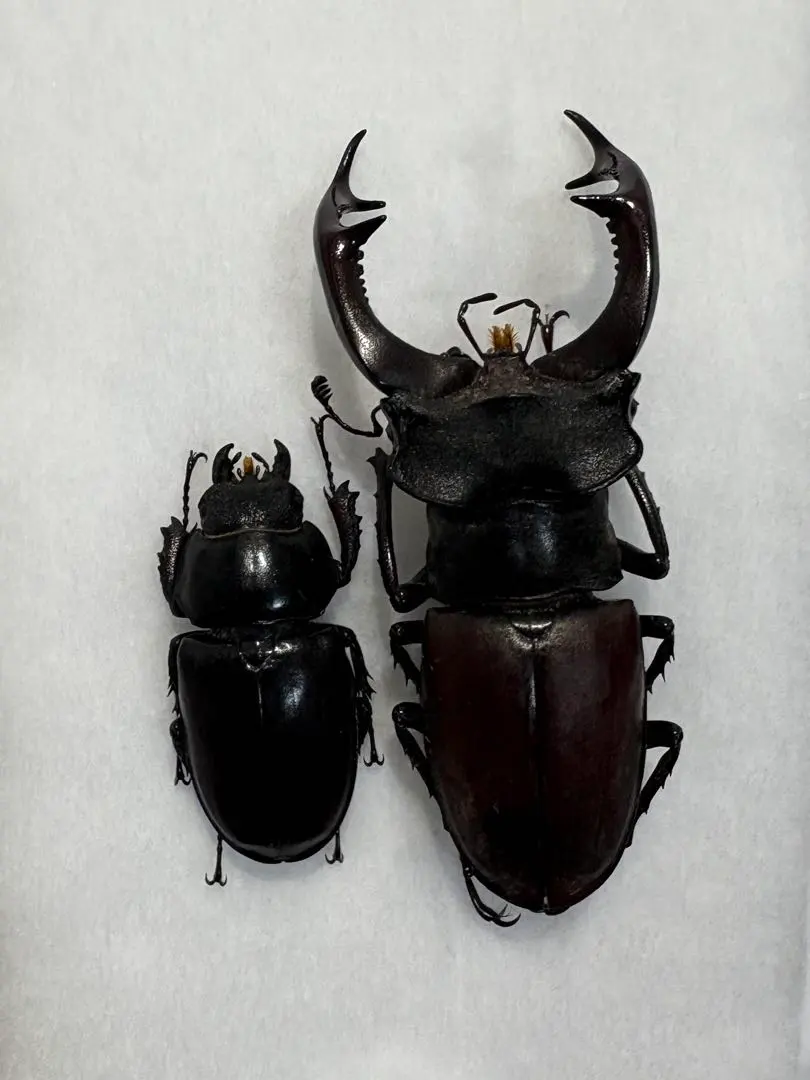 2026年最新】ヨーロッパミヤマ 標本の人気アイテム - メルカリ