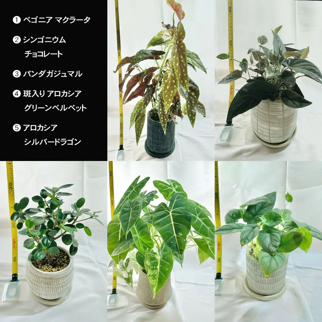 2026年最新】パンダガジュマル 斑入りの人気アイテム - メルカリ