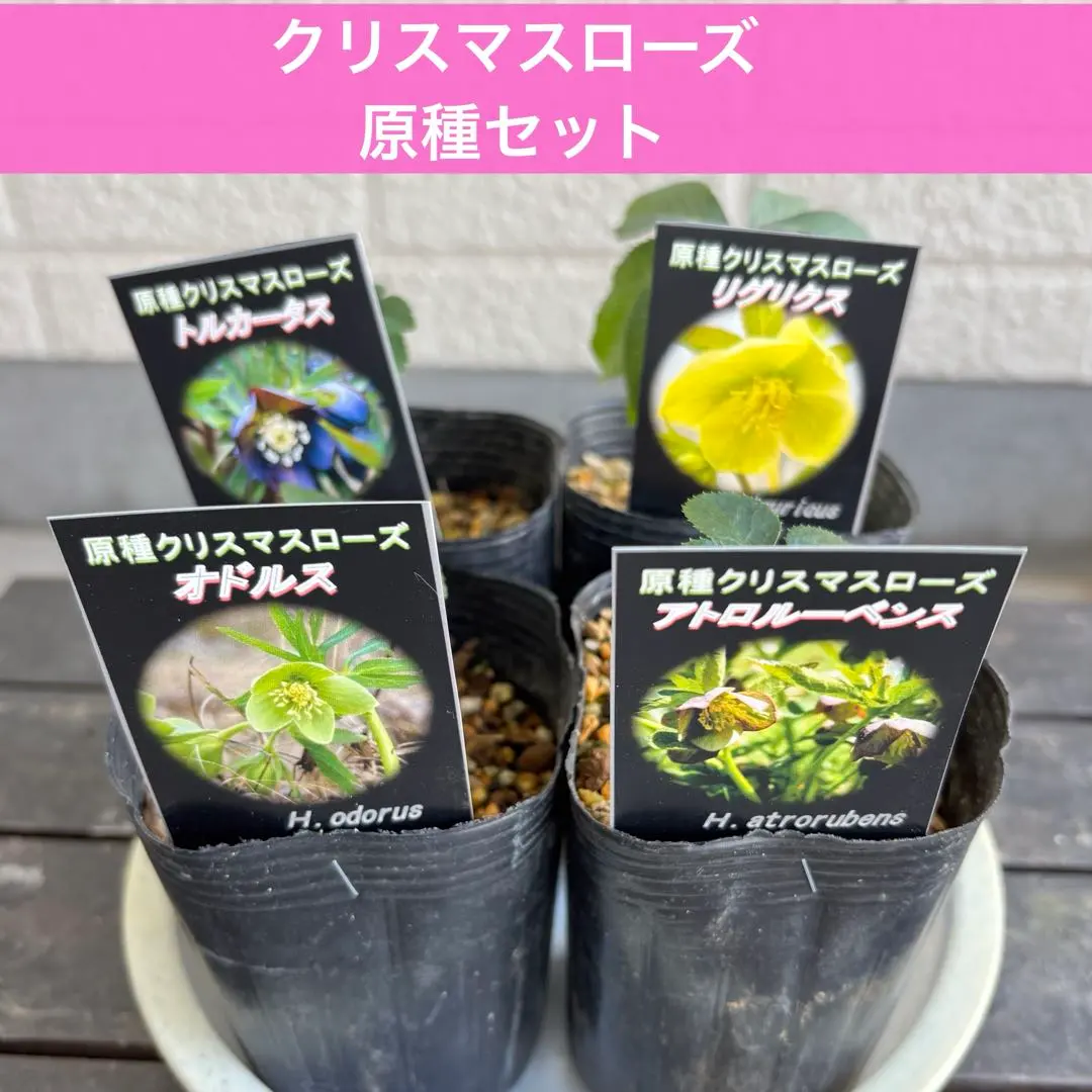 2026年最新】リグリクスの人気アイテム - メルカリ