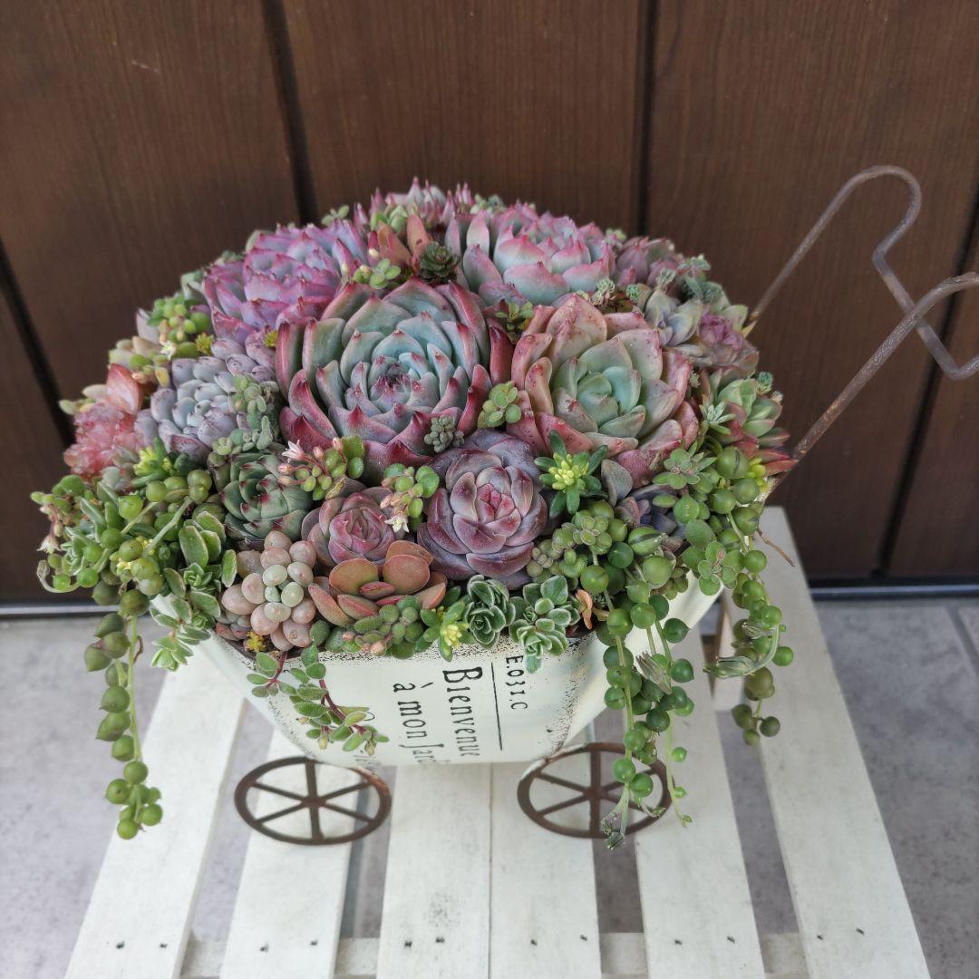 多肉植物 ♡そのまま飾れる寄せ植え♡ブリキカート✩.*˚ カードフレーム型ブリキ乗せる多肉植物寄せ植え 多肉植物 Green＋Lab