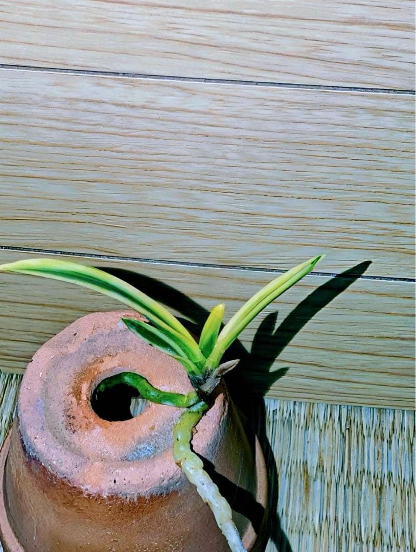 富貴蘭「金閣」若木割子