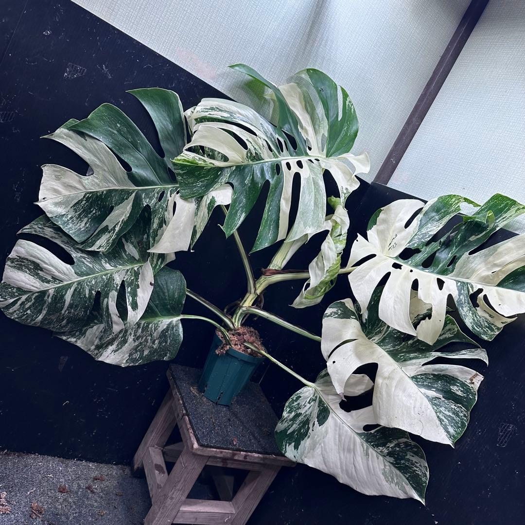 す*る様 斑入りモンステラ ホワイトタイガー極美大株74cm白斑多 斑入りモンステラ ホワイトタイガー極美大株67cm白斑多 - メルカリ