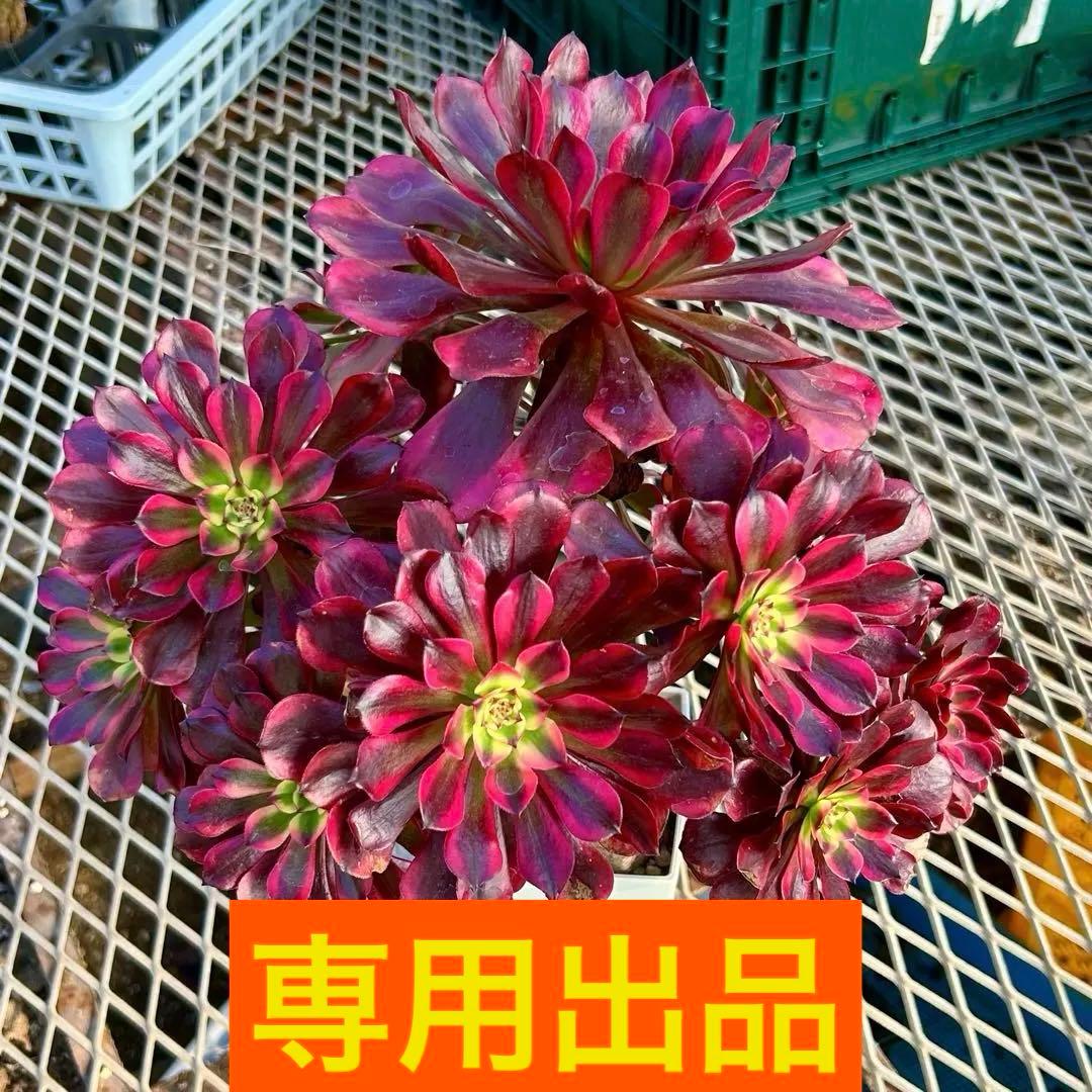 専用出品‼️アエオニウム　雪姫&魅金ローズ　抜き苗　メルカリ便