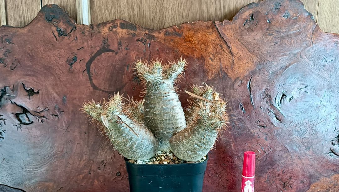 実生7年　パキポディウム　グラキリス　大サイズ