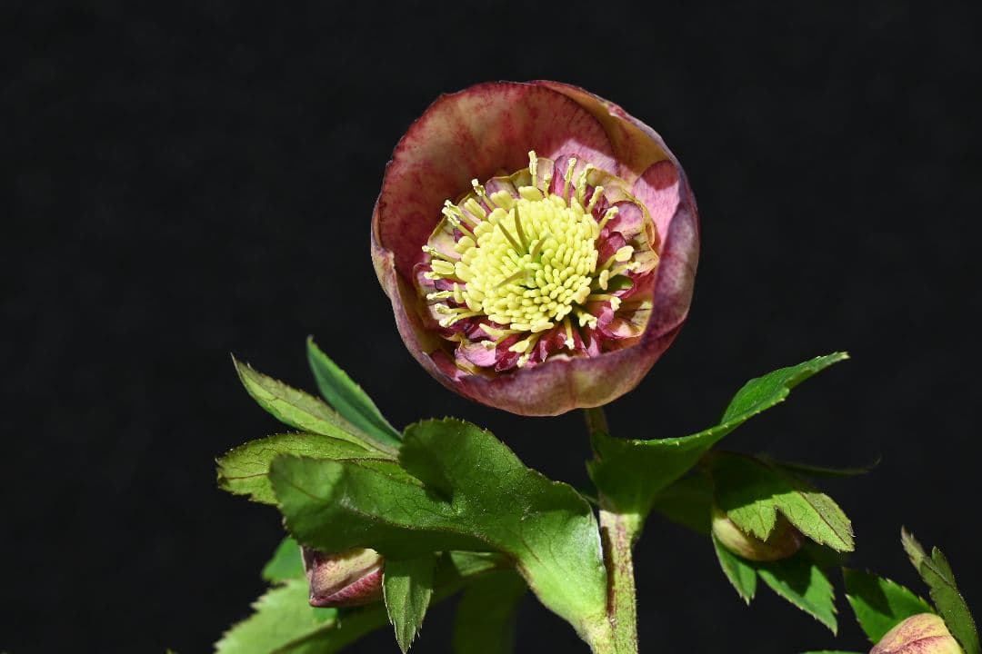 クリスマスローズ　認定毬姫　加藤農園