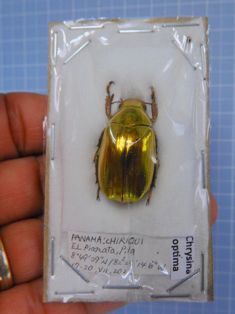 パナマ産　オプティマキンイロコガネ　25mm GMカラビナシザース ｜ ゴールデンミーン