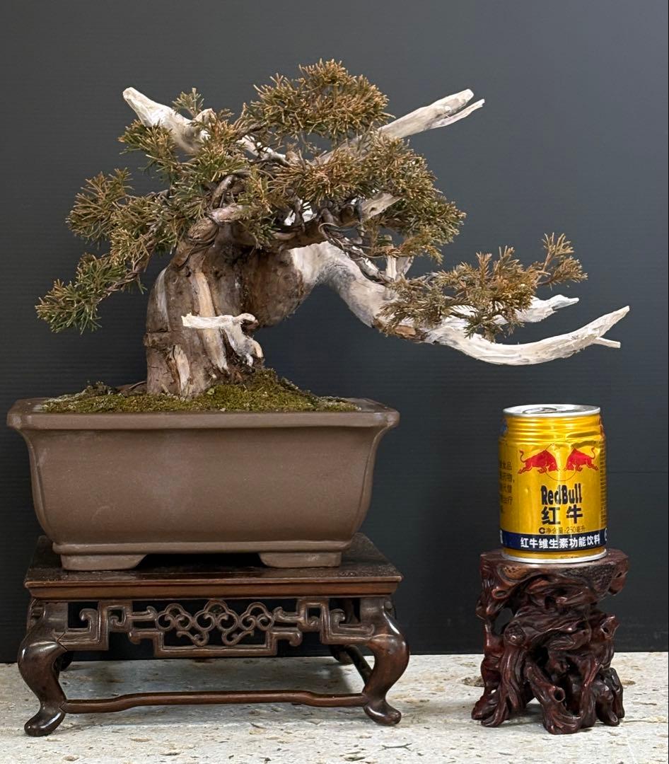 5*2様 [スペシャル❗️サービス❗️オークション盆栽]