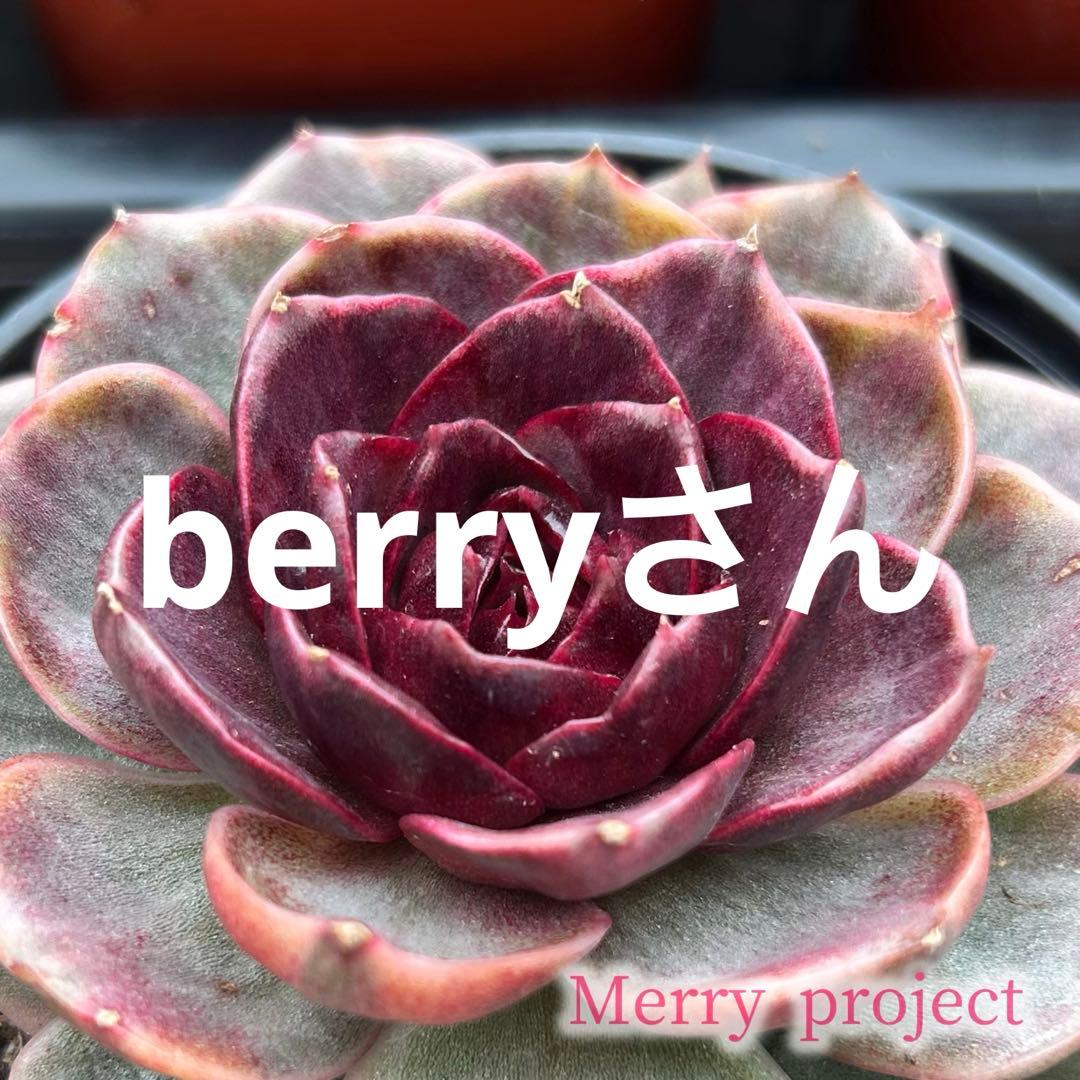 berryさん