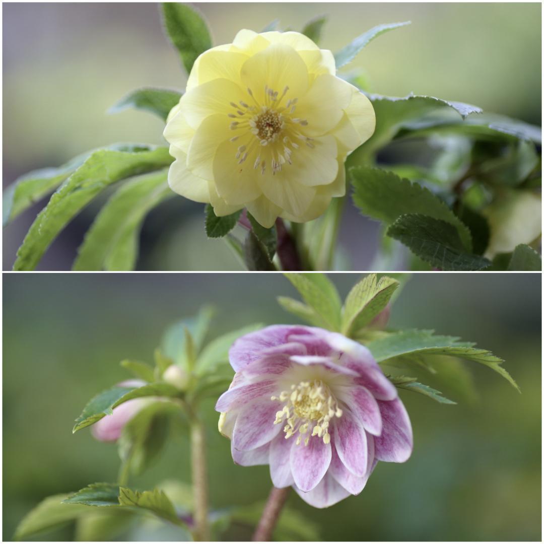 玲雪「新春セール」クリスマスローズ 小苗 かぐや姫×DDオキシ系いろは