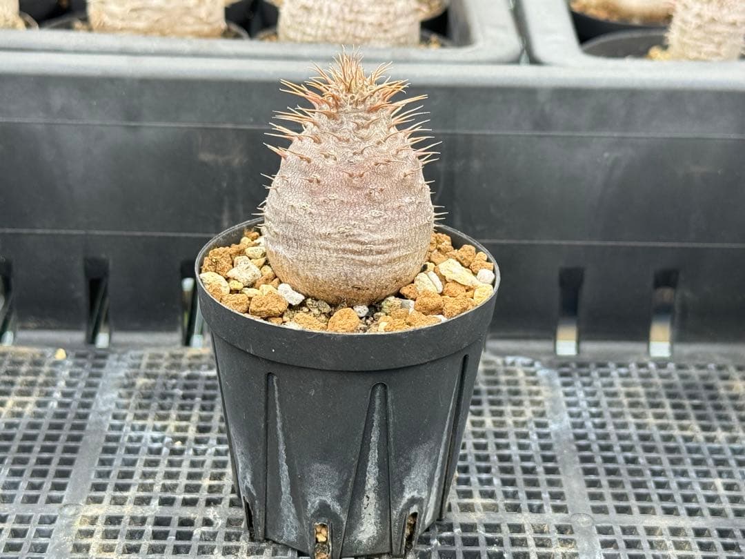 パキポディウム　グラキリス　実生