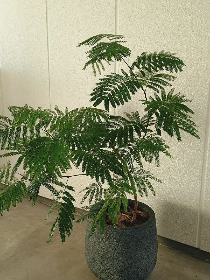 【高級鉢カバー付き】大型エバーフレッシュ　観葉植物　引き取り可能　曲がり エバーフレッシュ 10号 曲がり | HitoHana（ひとはな）