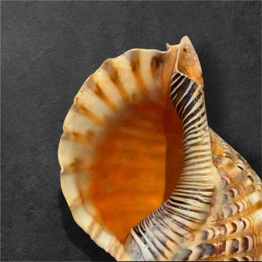 特大35cm】天然 法螺貝 美品 希少サイズ / 魔除け 縁起物 インテリア