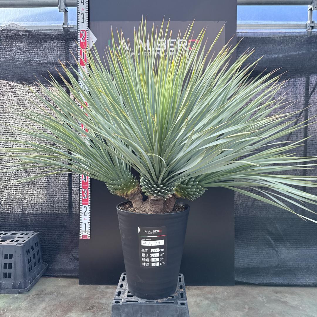 【AL1194】ユッカ　ロストラータ　超希少４分頭株