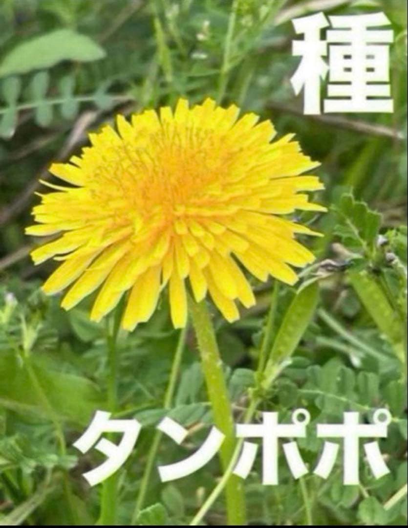 日本タンポポ 種 100粒 たんぽぽ - メルカリ