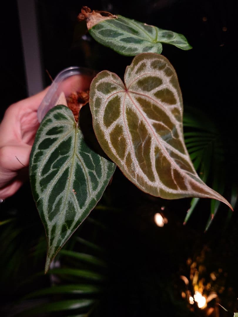 その他観葉植物 Anthurium 'SKG Silver'x Red Crystallinum