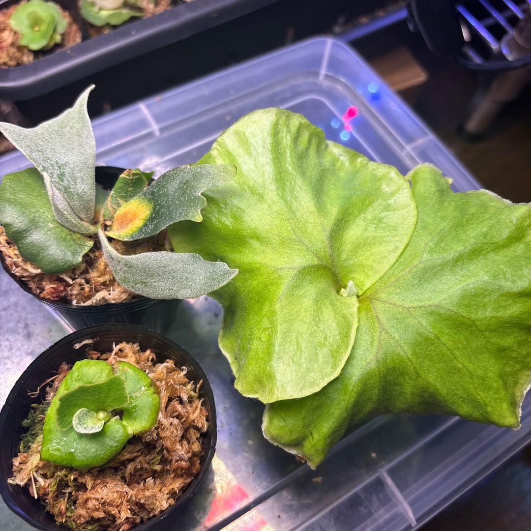 ビカクシダ　胞子培養